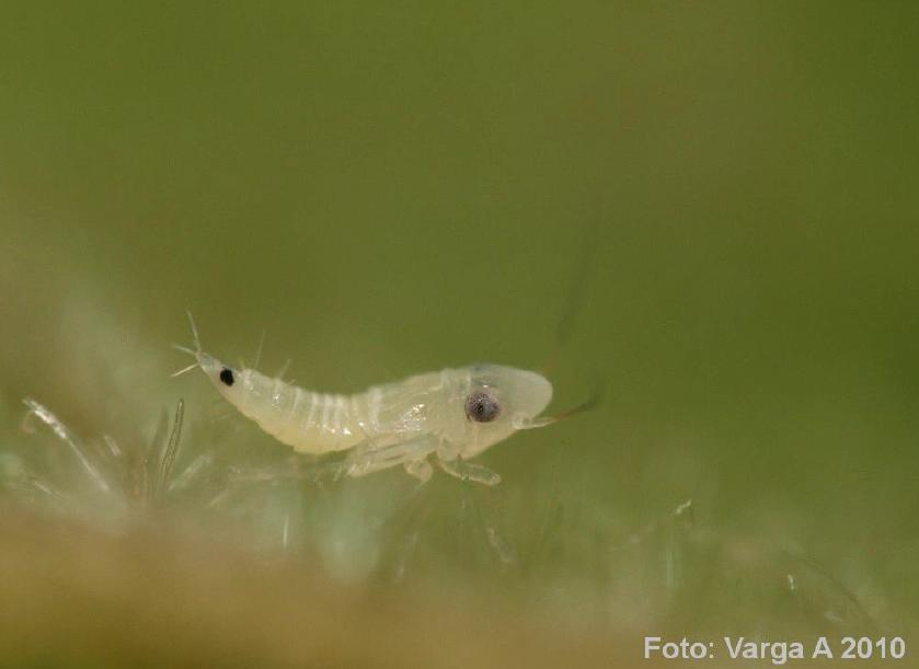 amerikai-szolokaboca-larva