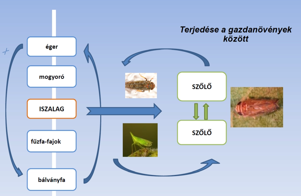 terjedes-a-gazdanovenyek-kozott
